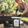 Aloe Vera Plant Potting Soil Mix Peat Moss & Perlite (½ Gallon / 2 Quarts). - Image 5