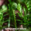 Fern Plant Potting Soil Mix (4 Quarts), Custom Hand Blended Mixture for Indoor/Outdoor Container Gardening - Image 4