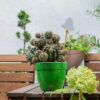 - 7.1 Inch Self Watering Planter - Modern Flower Pot with Water Level Indicator for All House Plants, Flowers, Herbs (Diameter 7.1", Green - Gold/White) - Image 6