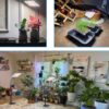 Grow Lights for Indoor Plants Full Spectrum, Table Top Plant Lights for Indoor Growing, 208PCS Leds Desk Grow Lights for Seed Starting Seedlings Vegetable, Daisy Chain, Adjustable Height - Image 7