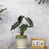6 Inch + 5 Inch Ceramic Planter with Drainage Hole and Saucer for Plants, Indoor-Outdoor round Succulent Orchid Garden Flower Pot - Set of 2 - Image 4