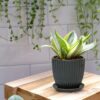 Set of 2 Stoneware Planter Pot, Ceramic Pot with Drainage Hole and Saucers, 4.5 Inch 5.8 Inch, Charcoal Grey, 99-D-CG - Image 5