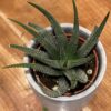 Aloe Vera Plant Potting Soil Mix Peat Moss & Perlite (½ Gallon / 2 Quarts). - Image 6