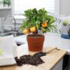 Citrus Tree Potting Soil Mix (8 Quarts), Special Blend for Indoor Oranges, Lemons, Limes and More - Image 3