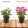 Coco Coir Block Enriched with Plant Food, Organic Coconut Fiber 10 Lb, Low EC, Ph Balanced Coco Peat Substrate, Ideal for Seed Starter, Flowers, Plants, Herbs, Reptile Bedding, Upto 20 Gallons - Image 5