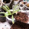 18Qt Organic Orchid Potting Bark -Natural Orchid Fertilizer for Potted Plants Mulch, Root Development of Orchid Plants and Garden Soil Amendment Mix - Image 6