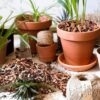 18Qt Organic Orchid Potting Bark -Natural Orchid Fertilizer for Potted Plants Mulch, Root Development of Orchid Plants and Garden Soil Amendment Mix - Image 7