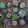 Organic Cactus Potting Soil Mix, Natural & Organic Soil for Cactus, Succulent, Palm, and Citrus Grown in Containers Both Indoors and Outdoors, 4 Qt, Pack of 1 - Image 5