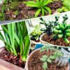 18Qt Organic Orchid Potting Bark -Natural Orchid Fertilizer for Potted Plants Mulch, Root Development of Orchid Plants and Garden Soil Amendment Mix - Image 5