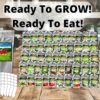 50 Vegetable & Fruit Seeds for Planting Outdoor & Indoor Conventional Seed Gardens. Includes 12,500 Seeds, 50 Seed Markers, a Planting Guide & Survival Packaging. Open-Pollinated Seeds by - Image 3
