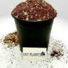 Premium Cacti and Succulent Potting Mix Soil - for Cactus Palm Tree Citrus Plant Grown in Gardening Containers - Indoors & Outdoors Use - with Natural Food/Fertilizer - Image 2