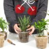 60-Pack 4/5/6 Inch Clear Nursery Pots with Drainage Holes, Transparent Plastic Plant Pots, Reinforced Seed Starter Pots Flower Pots Come with 50Pcs Plant Labels - Image 6