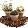 Molly'S Succulent Mix - Premium Gritty Soilless Potting Mix for Succulents, Cactus and Bonsai - Contains Akadama, Hyuga, Pinus Radiata Bark, Lava Rock, & More. 3 Dry Quarts - Image 7