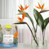 Bird of Paradise Potting Soil Mix (8 Quarts), All Natural Mix for Indoor/Outdoor Container Tropical Plants - Image 2