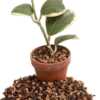 Molly'S Succulent Mix - Premium Gritty Soilless Potting Mix for Succulents, Cactus and Bonsai - Contains Akadama, Hyuga, Pinus Radiata Bark, Lava Rock, & More. 3 Dry Quarts - Image 5