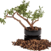 Molly'S Succulent Mix - Premium Gritty Soilless Potting Mix for Succulents, Cactus and Bonsai - Contains Akadama, Hyuga, Pinus Radiata Bark, Lava Rock, & More. 3 Dry Quarts - Image 6
