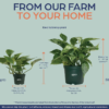 Pothos Marble Queen Live Plant (7-11 Inches Tall) in Growers Pot - Image 4