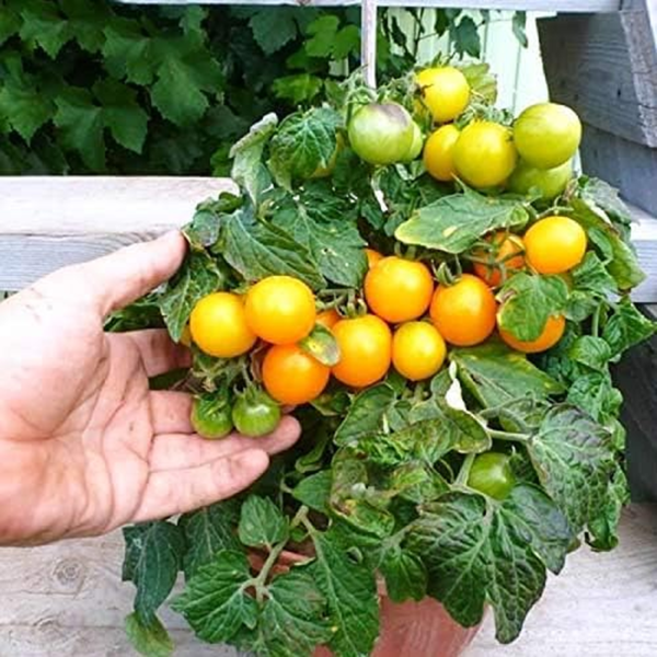 Seeds Indoor Yellow Tomato Heirloom Vegetable for Planting Non GMO - Image 4