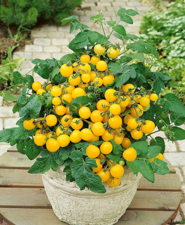 Seeds Indoor Yellow Tomato Heirloom Vegetable for Planting Non GMO - Image 3