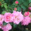 Sweet Drift Rose Live Plant, 1 Gallon, Includes Care Guide - Image 5