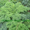 Three (3) Live Kale Plants | Dwarf Blue Curled Vates Variety | 5" - 8" Plants - Image 3