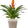 Just Add Ice JA5100 Live Orange Bromeliad Plant for Indoors in Ivo Jute Pottery, Long-Lasting Tropical Flower, Easy to Grow Gift for Wife, Mom, Bright Home Décor Houseplant, 5" Diameter, 16" Tall - Image 2