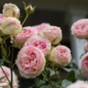 Eden Climber® Rose Plant - Climbing Pink Rose Bush, Own Root Rose Plants for Planting Outdoors - Image 2