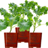 Three (3) Live Kale Plants | Dwarf Blue Curled Vates Variety | 5" - 8" Plants