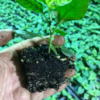 Green Jalapeno Pepper Plant - Three (3) Live Plants - Each 75 Days Old - Not in Pots - Hot Pepper Range between 2,500 and 8,000 SHU for Planting in Your Organic Garden - Image 2