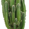 Fairy Castle Cactus - Live Plant in a 3 Inch Pot - Cereus Tetragonus - Beautiful Indoor Outdoor Cacti Succulent Houseplant - Image 2