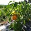 Flavorburst Orange Bell Pepper Plant- Two (2) Live Plants – Non - GMO Not Seeds – in 3.5 Inch Pots - Image 2