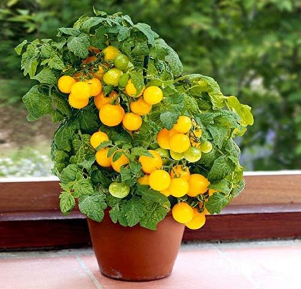 Seeds Indoor Yellow Tomato Heirloom Vegetable for Planting Non GMO