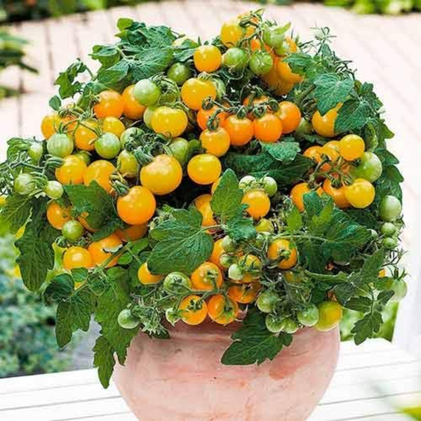 Seeds Indoor Yellow Tomato Heirloom Vegetable for Planting Non GMO - Image 9