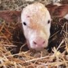 Premium 100% Natural Wheat Straw Grass Harvested 2022, Farmer Direct- Excellent Animal Bedding, Garden Cover, Mulch and Farm Wheat Straw 5Lbs. Straw Shipped - Image 2