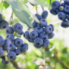 Garden State Bulb Jersey Blueberry, Live Bare Root, Non-Gmo (Bag of 2) - Image 2