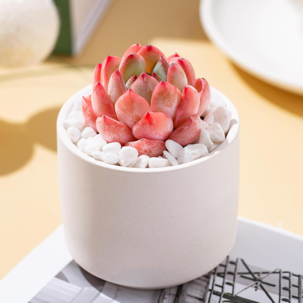 Echeveria Strawberry Almond Rare Live Succulent Plants, Mini Pink 1 Head 2" Live Plant, Package without Pot Soil, Garden Indoor Office Desk Wedding Party Baby Shower Decoration Friend Plant Lover Gift - Image 4