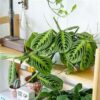 Lemon Lime Prayer Plant, Lemon Lime Maranta, Live Indoor Plant, Easy to Care and Rare Variety 4 Inch Pot - - Image 3