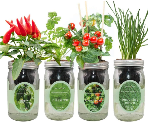Hydroponic Mason Jar Indoor Garden Organic Seed Starter Kits - Zesty Salsa Growing Kits, Gardening Gift (Jalapeno Pepper, Cilantro, Cherry Tomato - Tiny Tim, Bunching Onion)