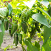 Green Jalapeno Pepper Plant - Three (3) Live Plants - Each 75 Days Old - Not in Pots - Hot Pepper Range between 2,500 and 8,000 SHU for Planting in Your Organic Garden
