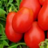 250 Roma VF Tomato Seeds | Non-Gmo | Heirloom |  Garden Seeds | Vegetable Seeds