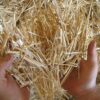 Premium 100% Natural Wheat Straw Grass Harvested 2022, Farmer Direct- Excellent Animal Bedding, Garden Cover, Mulch and Farm Wheat Straw 5Lbs. Straw Shipped