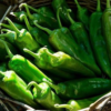 Anaheim Pepper Plant- Two (2) Live Plants – Not Seeds – in 3.5 Inch Pots - Image 5