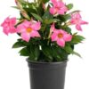 Live Pink Dipladenia Mandevilla Plant with Colorful Flowers, Plant Pot for Home and Garden Decor, 6" Pot
