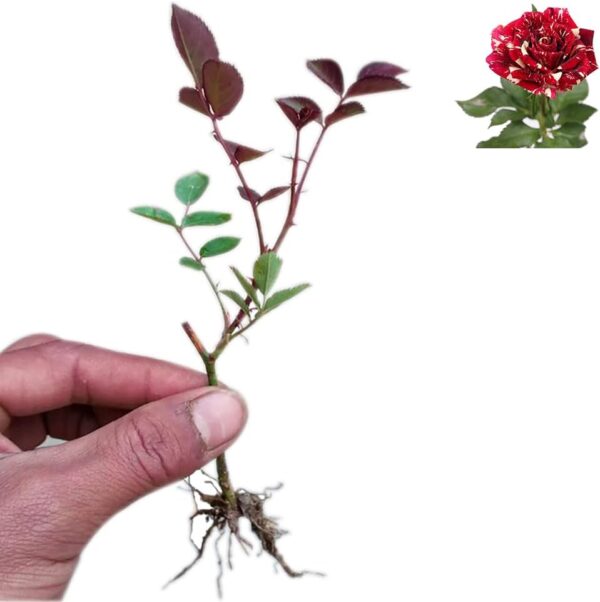 Rose Plants Live Ready to Plant Outdoors Seedlings,Dark Red Stripes Rose Bush,Multi Colours Rose Hedging,Home Garden Yard Decor Blooms,Easy Planting (1 Plant ,No Pot Include) - Image 2