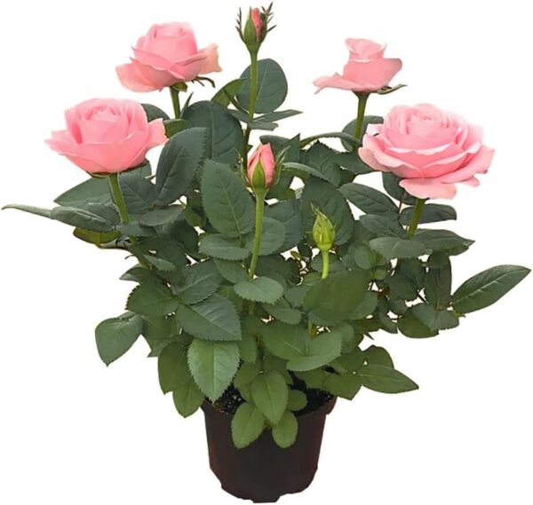 Rose "Diana" Seedlings,Light Pink Rose Bush,Rose Hedging,Living Tinged Rose Plant,Perennial Plant Root,Home Garden Yard Decor Blooms This Year,Easy Planting