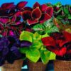 100+ Rare Mixed Coleus Flowers Seeds Rainbow Coleus Wizard Mixed Perennial Foliage Plant - Image 2