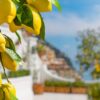 Dwarf Lemon Bonsai Tree Seeds, 20 Seeds,Grow a Delicious Fruit Bearing Bonsai Tree - Ships from Iowa. - Image 2