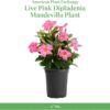 Live Pink Dipladenia Mandevilla Plant with Colorful Flowers, Plant Pot for Home and Garden Decor, 6" Pot - Image 2
