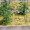 Premium 100% Natural Wheat Straw Grass Harvested 2022, Farmer Direct- Excellent Animal Bedding, Garden Cover, Mulch and Farm Wheat Straw 5Lbs. Straw Shipped - Image 4
