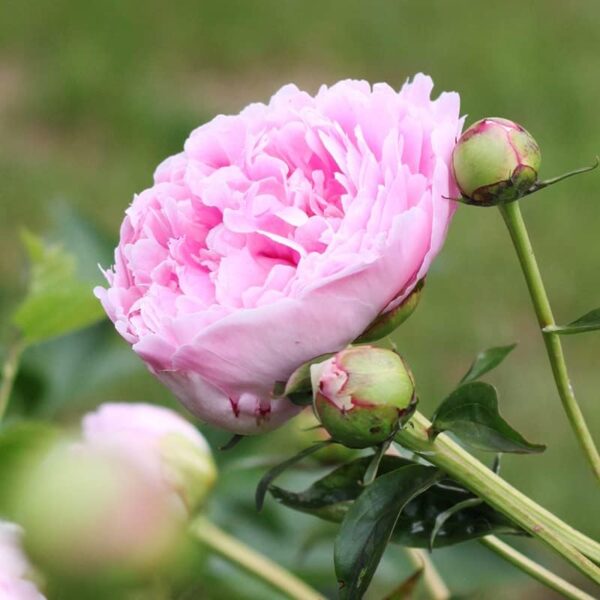 Sarah Bernhardt Garden Peony - Pink Paeonia (3 Roots) - Image 2